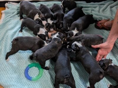 Boston Terrier Puppies – Victor, NY