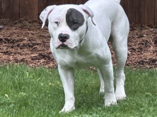 Meet Koda! Rehoming this sweet boy!