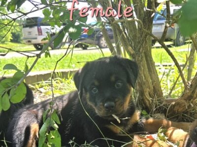 Rottweiler puppies