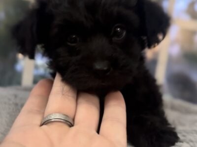 “Cole” Tiny Toy Male Yorkipoo 8wks