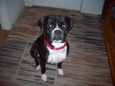REHOMING 3 yr old male AKC Boxer