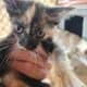 Cute kittens for good homes