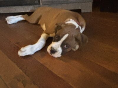 Boxer puppy