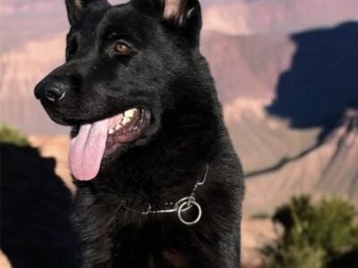 Imported German Shepherd Working Lines