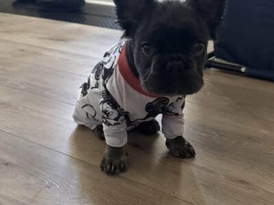 Male Frenchie For Sale