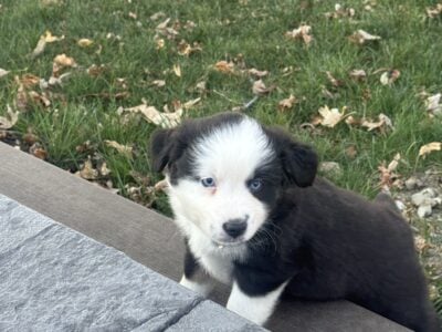 Aspen Mini Australian Shepherd