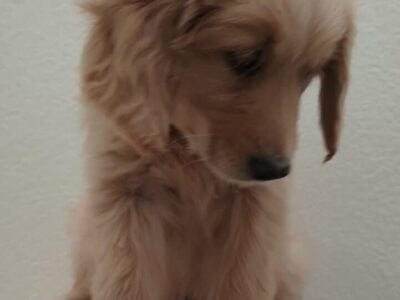 Golden Retriever Puppy