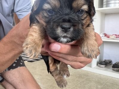 Adorable Shorkie puppies available 8/13/2025