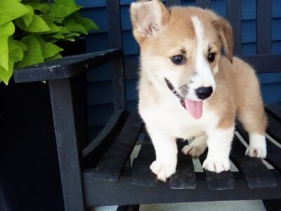 Pembroke welsh corgi male zen
