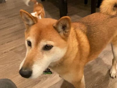 Shiba Inu for sale