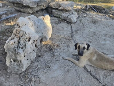 Kangal puppies born June 17,2025