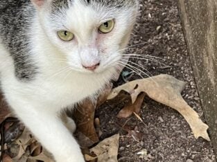 Bo, 2 year old male, super sweet