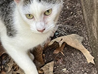 Bo, 2 year old male, super sweet