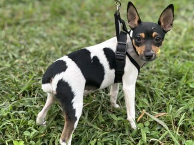 Toy fox terrier