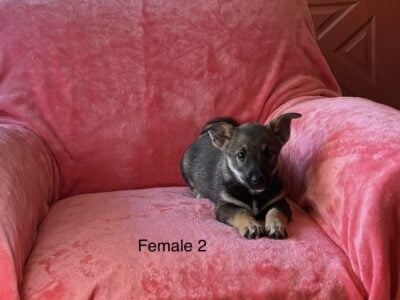 Please help Rescued Corgi mix puppies R &nbsp;...