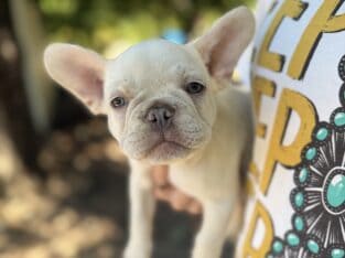 Frenchbull dog puppies