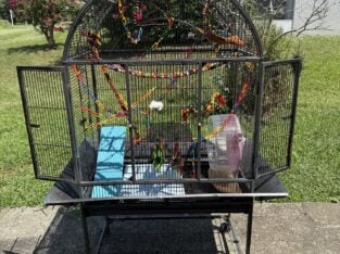 Momma Dad & Joey Gliders Bonded with Cage & Suppli