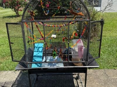 Momma Dad & Joey Gliders Bonded with C &nbsp;...