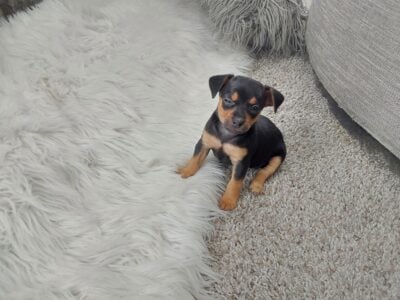 Miniature Pin/Jack Russel Hybrid