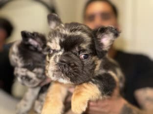 French Bulldog Pups Big Rope Fluffy Merle San Dieg