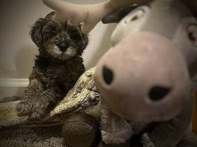 Absolutely gorgeous cavapoo puppy