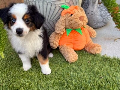 Toy Australain Shepherd puppies available