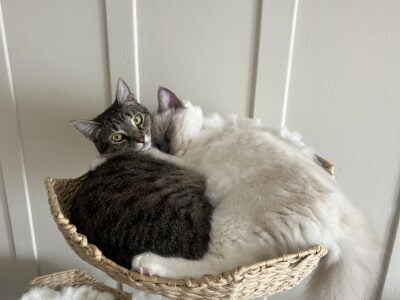 2 Cats In Need of Loving home Ragdoll + Gr &nbsp;...