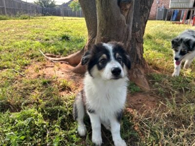 Australian Puppy for sale – Female Black TRI