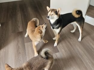 Shiba Inu Puppy – 12 Weeks Old (Born 5/31/25)