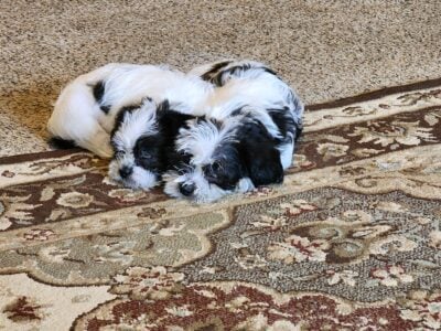 2 males available Toney,Alabama