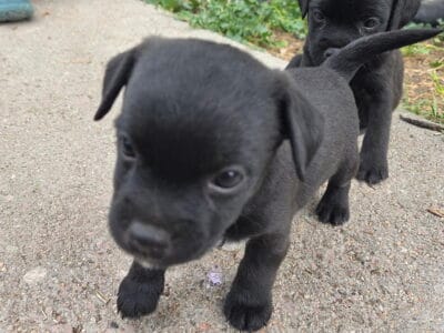 Border Terrier and Patterdale Terrier mix male