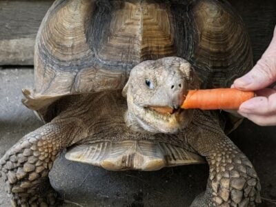 African Spurred Sulcata Tortoise, male, 60 &nbsp;...