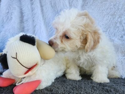Mini/toy poodle Girl
