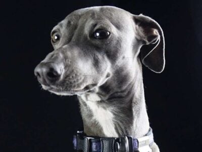 Italian Greyhound Puppy