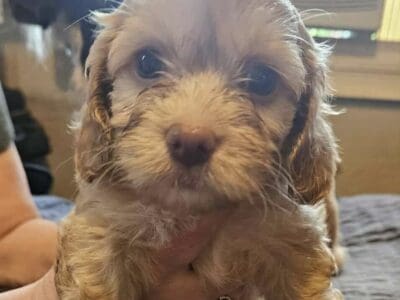 Cockerspaniel puppies