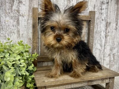 Tiny male Yorkie