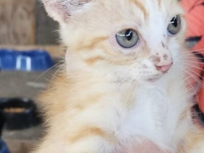 Cute kittens for good homes