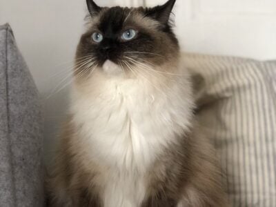 Purebred Puppies Available – Cute, Cuddly, and Vet