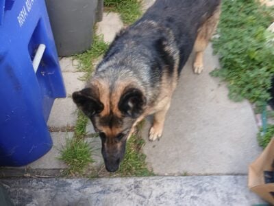 Rehome German Shepherd