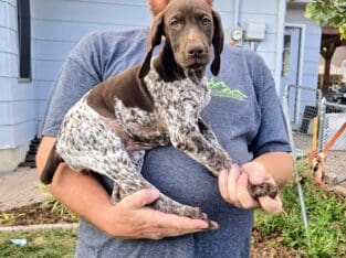 German Shorthaired Pointer Puppies