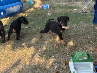 Rottweiler Puppies