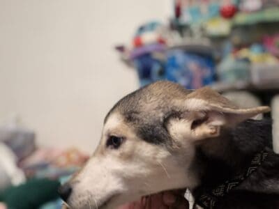 3 males looking for forever home