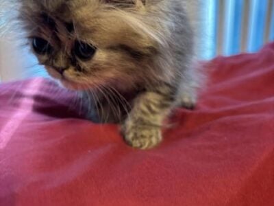 Tiger (Tabby) Flat Face Persian