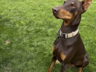 Doberman Pinscher STUD SERVICE