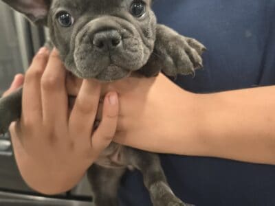 French bulldog puppies