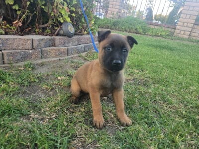 Belgian Malinois