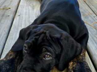 Clean Cut Cane Corso Puppies for Sale – BIGGIE