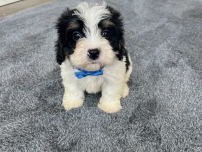 Cavapoo Puppies