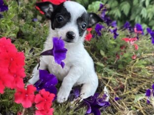 Chihuahua puppies