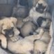 English mastiff pups